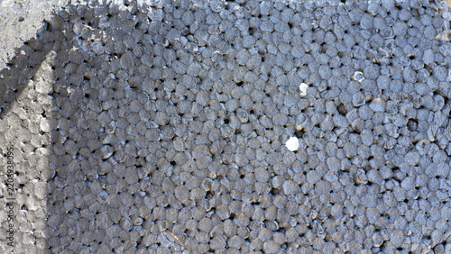 Coarse asphalt paving texture with mixed gray aggregate and small light stones, creating uneven road surface detail for construction, patching, and maintenance background use.