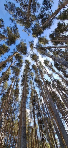pine tree branches