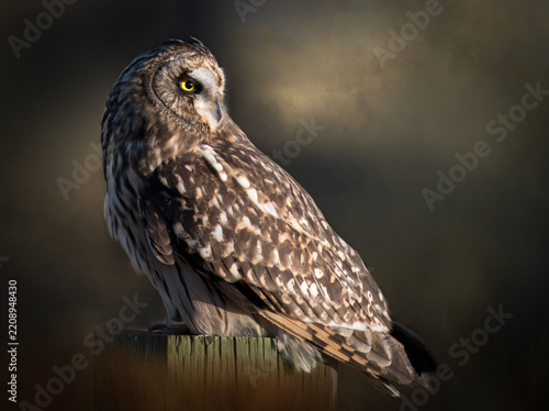 Short-eared owl perched on wood post in natural light