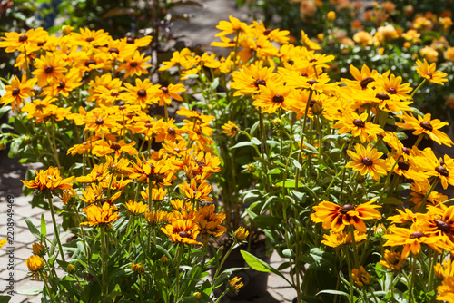 Blühender Gelber Sonnenhut, Blumen, Deutschland