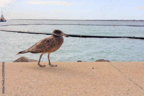 Juvenile Large Gull with Mottled Brown Plumage on the Coast of South Australia, Australia