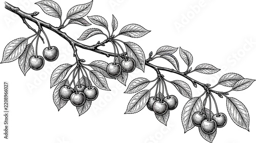 Engraved Cherry Branch with Ripe Fruit