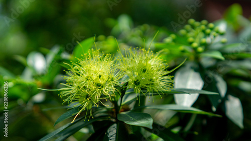 Golden penda (Xanthostemon chrysanthus, Metrosideros chrysantha, Nania chrysantha, Golden myrtle, Yellow penda, Black penda, Jambu kuning, Jin pu tao) flower. The profuse flowering attracts many necta
