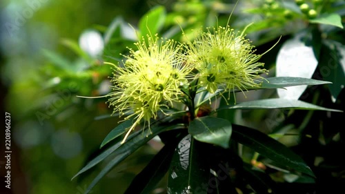 Golden penda (Xanthostemon chrysanthus, Metrosideros chrysantha, Nania chrysantha, Golden myrtle, Yellow penda, Black penda, Jambu kuning, Jin pu tao) flower. The profuse flowering attracts many necta