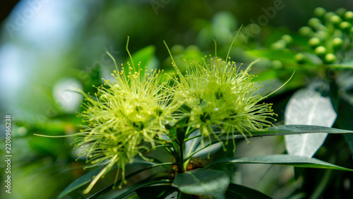 Golden penda (Xanthostemon chrysanthus, Metrosideros chrysantha, Nania chrysantha, Golden myrtle, Yellow penda, Black penda, Jambu kuning, Jin pu tao) flower. The profuse flowering attracts many necta