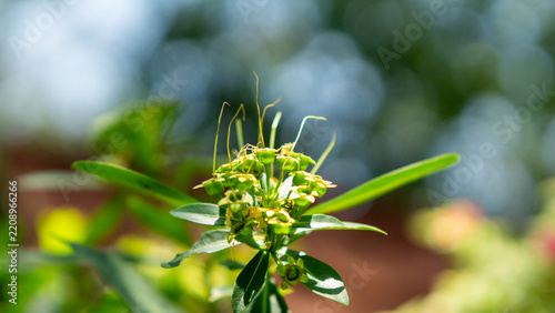 Golden penda (Xanthostemon chrysanthus, Metrosideros chrysantha, Nania chrysantha, Golden myrtle, Yellow penda, Black penda, Jambu kuning, Jin pu tao) flower. The profuse flowering attracts many necta