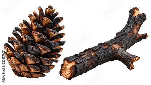 Fire damaged pine cone and charred branch for post wildfire forest ecology and regeneration concepts