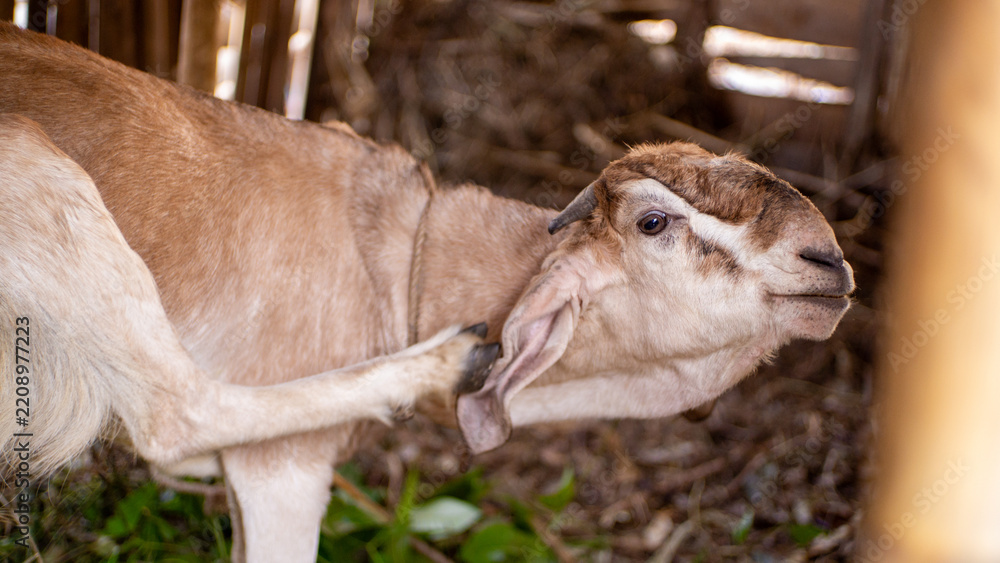 Obraz premium goat in the farm
