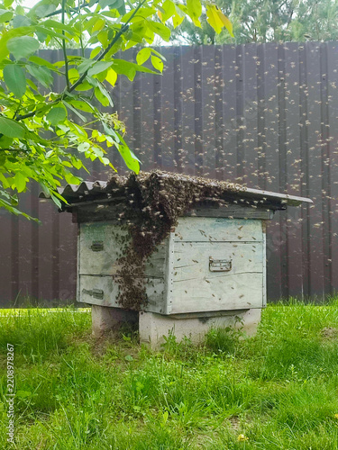 Swarm of honey bees swarming around vintage wooden beehive in garden for natural apiculture and beekeeping concept