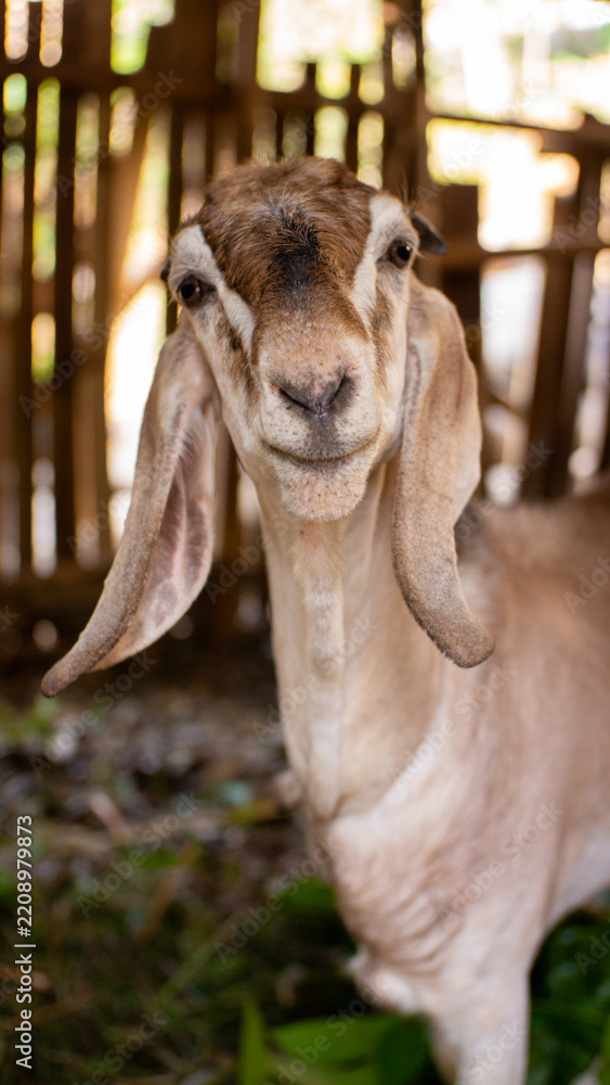 Obraz premium goat in a farm