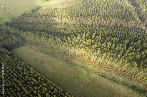 Obraz na plátně Aerial view of eucalyptus tree plantation and green meadow The Concept of forest