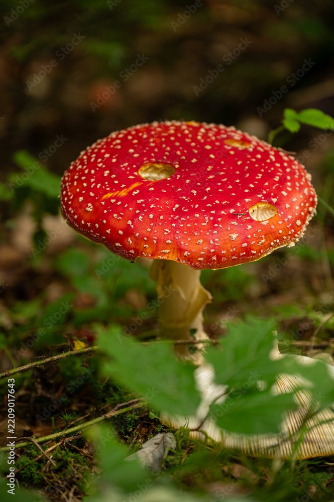 Fototapeta premium High-angle view of a mature red fly agaric mushroom with characteristic white dots growing among dry autumn leaves and forest plants. Perfectly captures the atmosphere of autumn woodland.