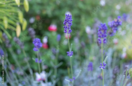 lavender flowers in the garden