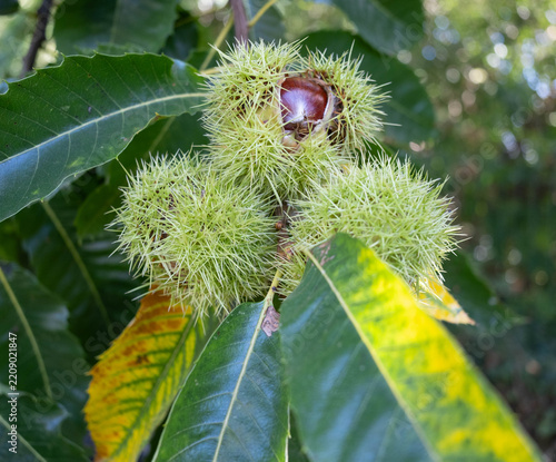 chestnuts on the tree