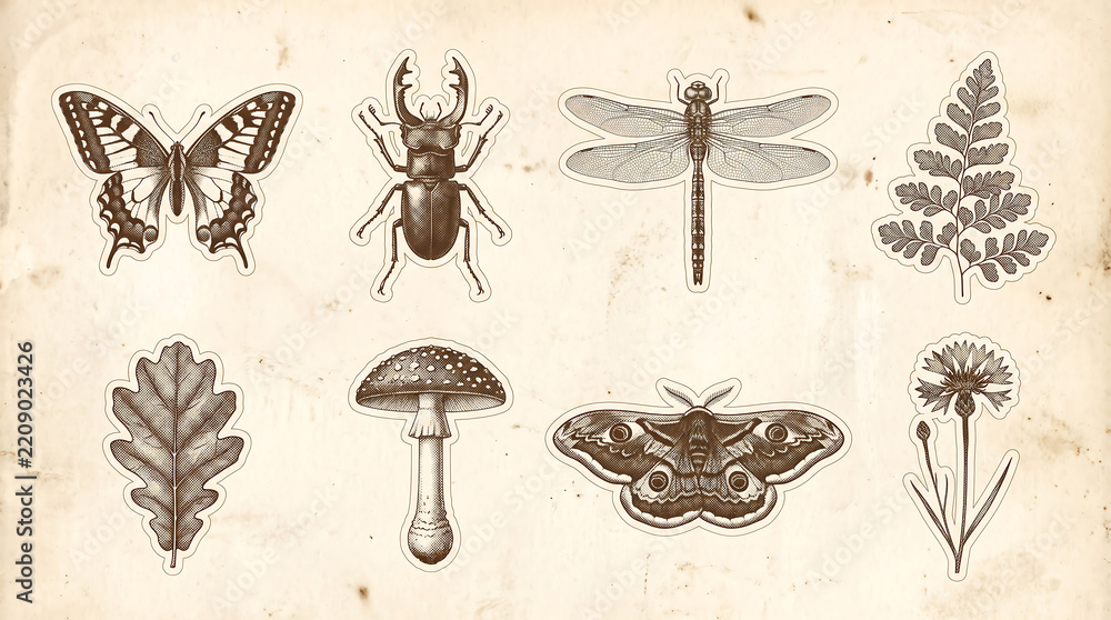 Obraz premium Vintage botanical and insect illustrations set on aged paper background