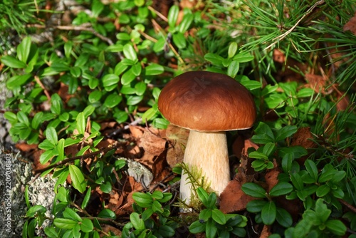 Porcini mushrooms in an autumn forest.