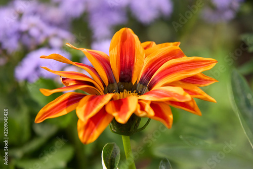 Close-up shot of a bright orange and red striped Gazania rigens flower blooming outdoors, set against a soft bokeh background of purple flowers and lush green garden foliage.