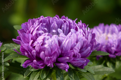Beautiful bright purple china aster flower in full bloom outdoors in a sunny garden with green leaves and shallow depth of field background captured in close-up macro detail.