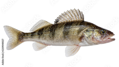Striped walleye fish with spiny dorsal fin, isolated on transparent background