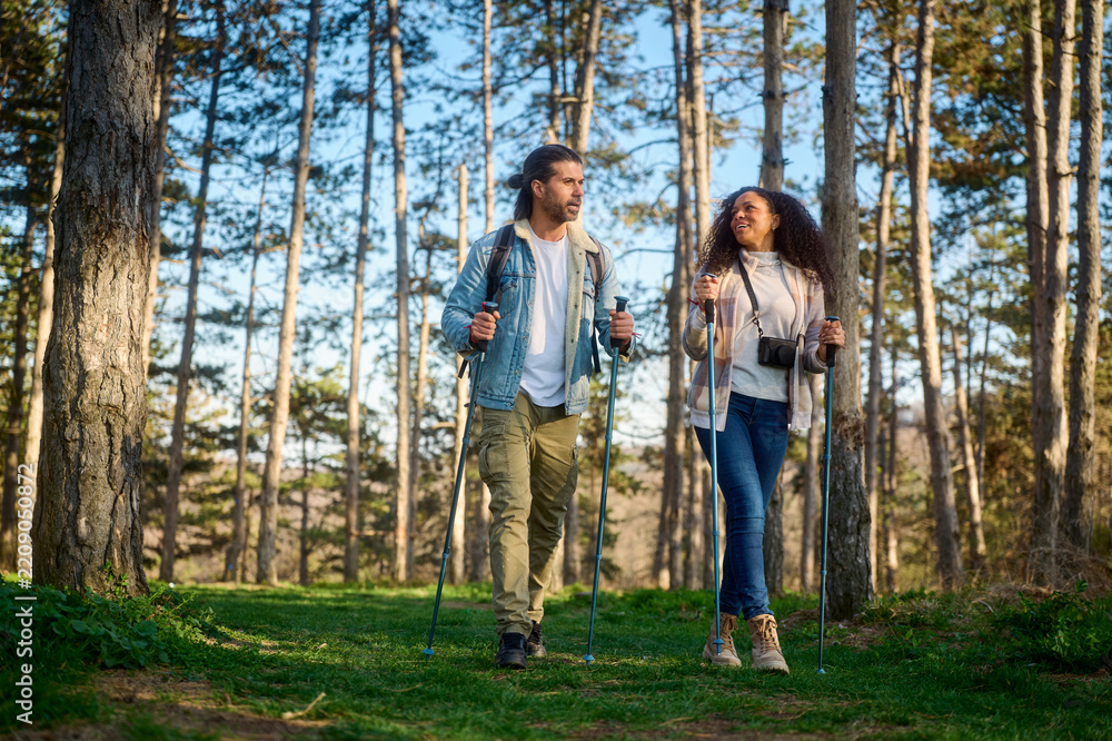 Fototapeta premium Young diverse couple nordic walking with poles, enjoying a leisure hike together through a verdant pine forest, finding adventure and exercise in beautiful nature