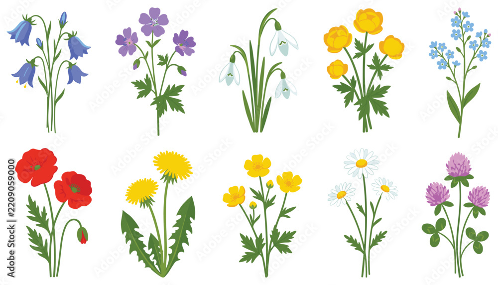 Fototapeta premium Wildflowers vector illustration collection set. Poppy, daisy, bluebell, dandelion, clover, snowdrop, forget me not, and spring botanical floral elements.