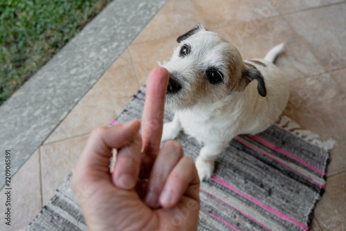 Guilty Dog Sniffing Man Middle Finger