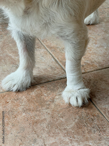 Dog Paw Wrapped in Protective Medical Bandage
