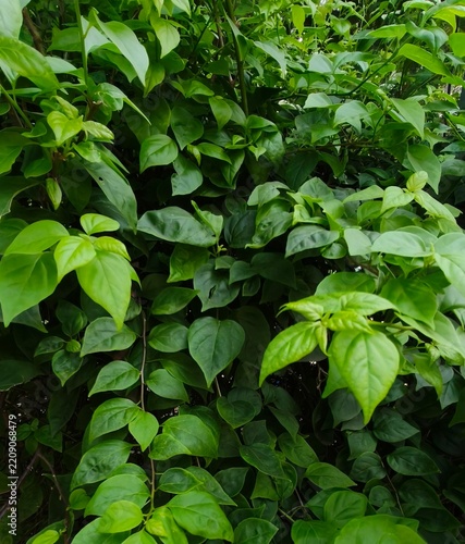 Close view of bougainvillea plant with green leaves
