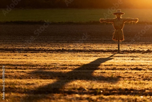 Scarecrow standing in a field at sunset, casting a long shadow