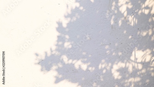 Shadows of tree leaves cast on a textured white wall, creating a natural and abstract pattern.