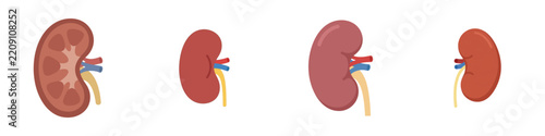 Human kidney vector set anatomical icons isolated on white background