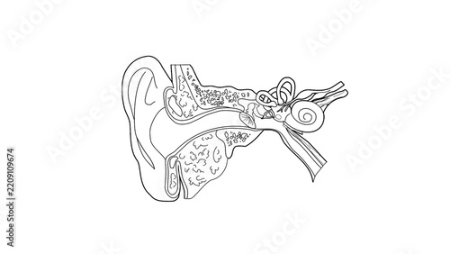 Fotografie Black line art human ear anatomy illustration showing outer, middle and inner ea