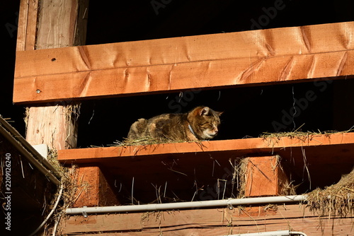 Stallkatze. Getigerter Kater sitz erhöht auf einem Heuboden und geniest die Abendsonne