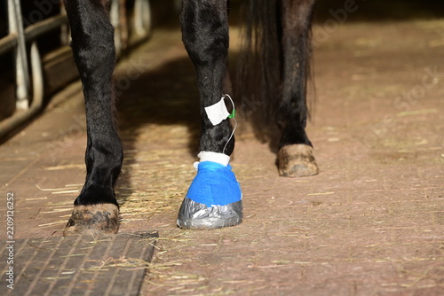 Pferd mit Hufverband dessen Hufabzess über einen Katheter antibiotisch behandelt wird