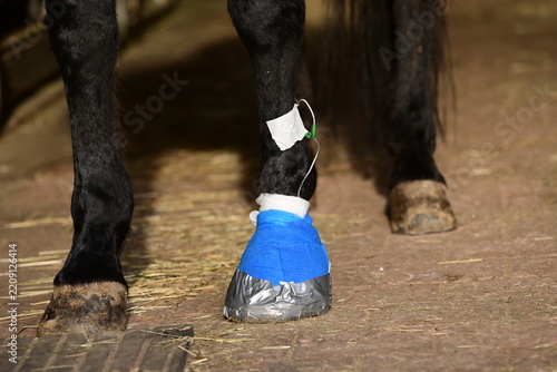 Pferd mit Hufverband dessen Hufabzess über einen Katheter antibiotisch behandelt wird
