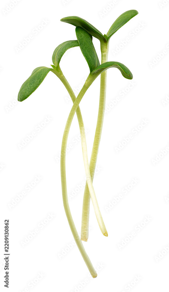 Obraz premium Plant sprouts growing from soil