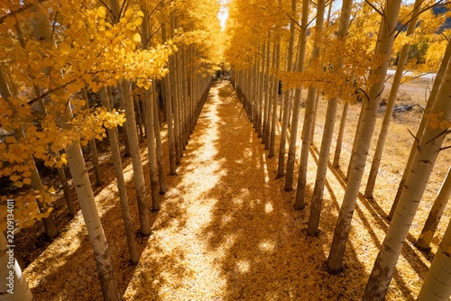 A sunlit pathway lined with golden aspen trees in autumn, casting shadows on a leaf-covered ground.