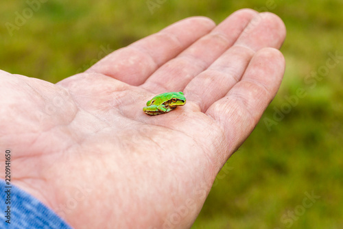 Mountain tree frog resting on an open human hand