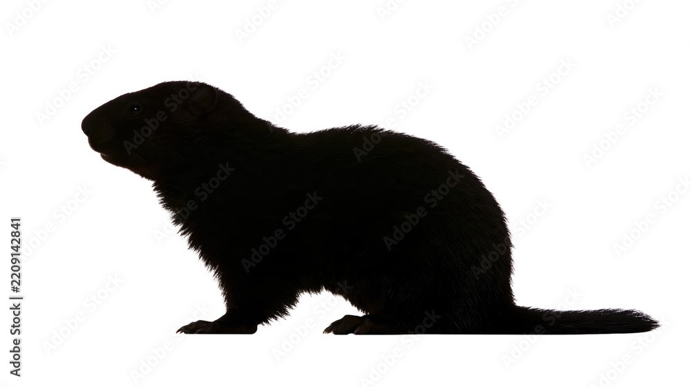 Obraz premium Profile view of a dark brown groundhog with textured fur isolated on transparent background PNG cutout