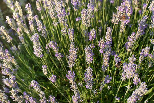 Honey bees and bumblebees pollinating lavender blossoms