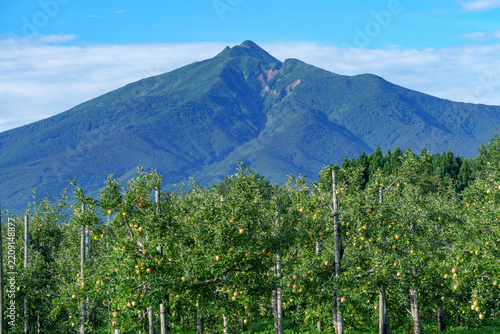Apple orchard and Mount Iwaki in the rural landscape of Tsugaru, Aomori, Japan
