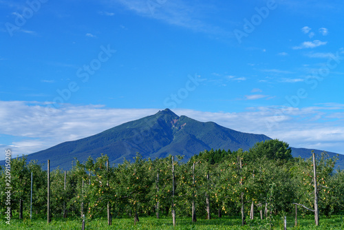 青森県津軽地方のリンゴ畑と岩木山 青空に映える農村の田園風景