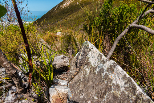 Southern Rock Agama Basking in the Kleinriver Mountains in South Africa
