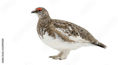 Rock ptarmigan bird with brown and white plumage isolated on transparent background
