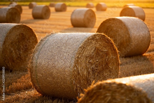Rows of hay bales in a golden field at sunset