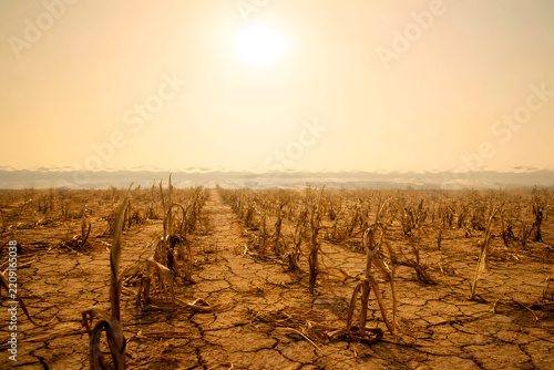     Agricultural field covered with deep cracks and withered crops under an intense pale sky, crop failure and climate change concept