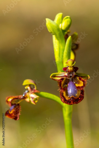 Ophrys speculum wild orchid close-up in Andalusia