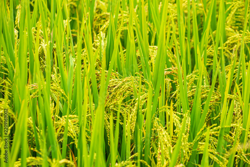 Close-up of rice on the terraces. The Mu Cang Chai rice terraces in Vietnam.