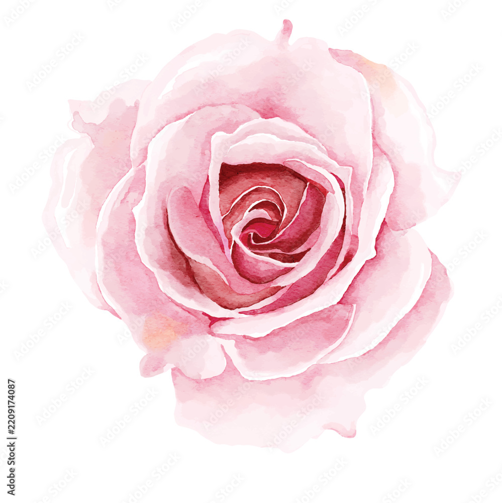 Fototapeta premium Watercolor rose flower collection
