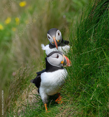 Atlantic Puffin on the Seacoast